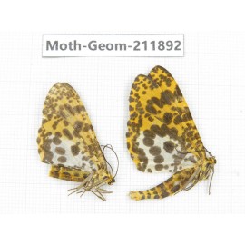 Geometridae sp. China, Guizhou, Bijie area, Jinsha county. 2Pcs. Moth-Geom-211892.
