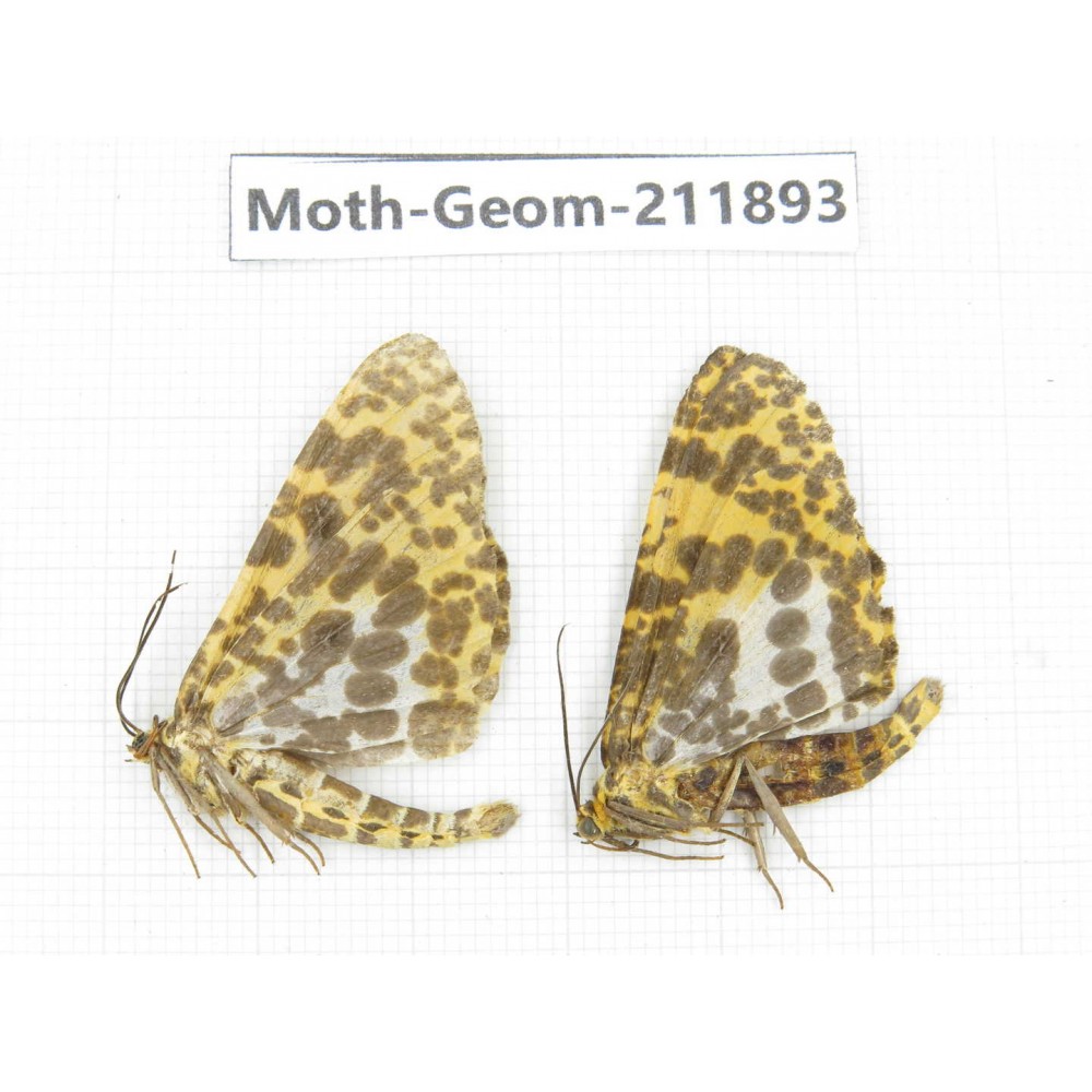 Geometridae sp. China, Guizhou, Bijie area, Jinsha county. 2Pcs. Moth-Geom-211893.
