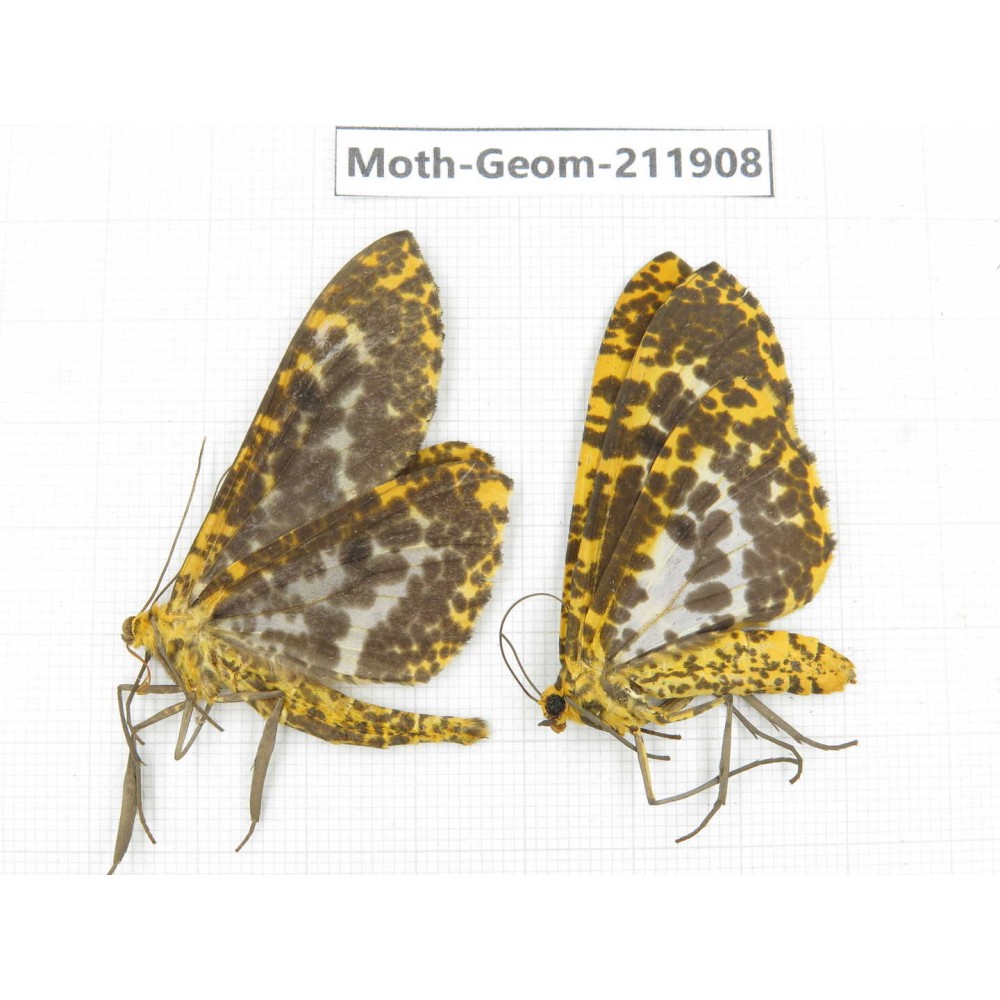 Geometridae sp. China, Guizhou, Bijie area, Jinsha county. 2Pcs. Moth-Geom-211908.