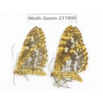 Geometridae sp. China, Guizhou, Bijie area, Jinsha county. 2Pcs. Moth-Geom-211909.