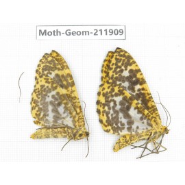 Geometridae sp. China, Guizhou, Bijie area, Jinsha county. 2Pcs. Moth-Geom-211909.