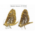 Geometridae sp. China, Guizhou, Bijie area, Jinsha county. 2Pcs. Moth-Geom-211910.