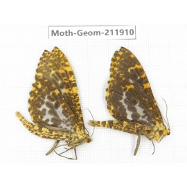 Geometridae sp. China, Guizhou, Bijie area, Jinsha county. 2Pcs. Moth-Geom-211910.