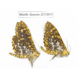 Geometridae sp. China, Guizhou, Bijie area, Jinsha county. 2Pcs. Moth-Geom-211911.
