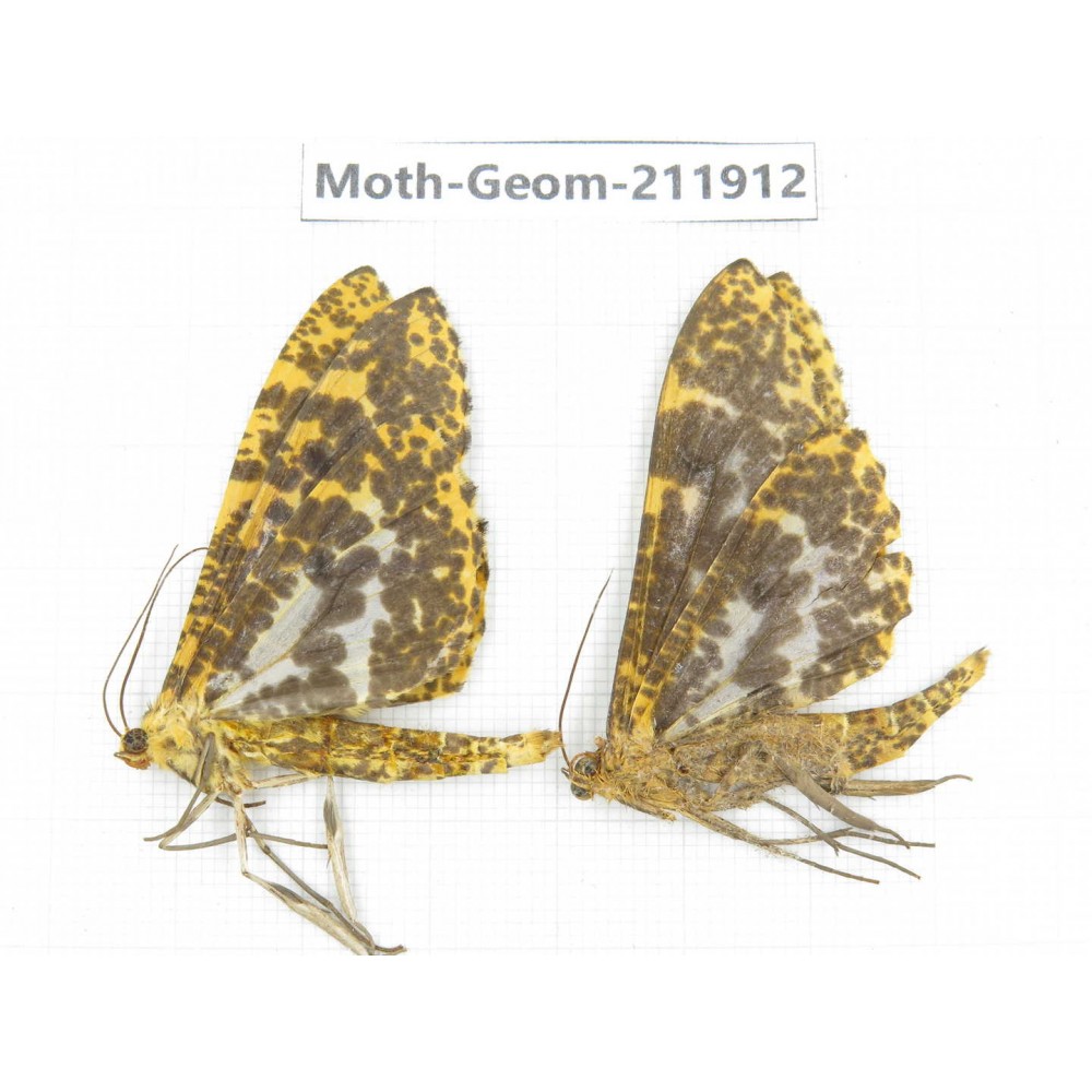 Geometridae sp. China, Guizhou, Bijie area, Jinsha county. 2Pcs. Moth-Geom-211912.