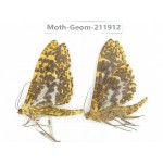 Geometridae sp. China, Guizhou, Bijie area, Jinsha county. 2Pcs. Moth-Geom-211912.