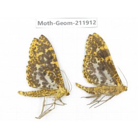 Geometridae sp. China, Guizhou, Bijie area, Jinsha county. 2Pcs. Moth-Geom-211912.