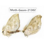 Geometridae sp. China, Guizhou, Qiandongnan, Congjiang county. 2Pcs. Moth-Geom-21302.