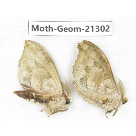 Geometridae sp. China, Guizhou, Qiandongnan, Congjiang county. 2Pcs. Moth-Geom-21302.