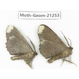 Geometridae sp. China, Guizhou, Qiandongnan, Congjiang county. 2Pcs. Moth-Geom-21253.