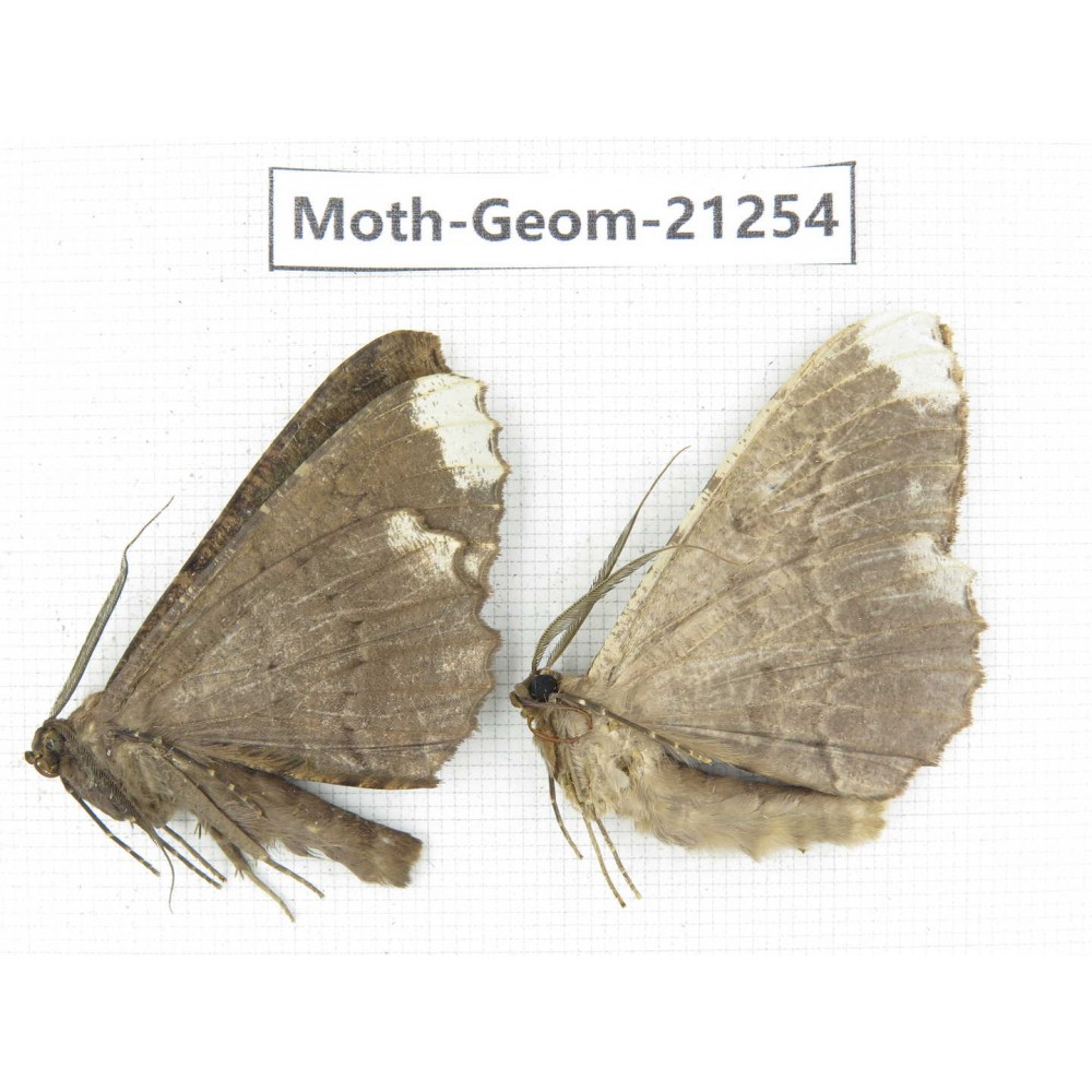 Geometridae sp. China, Guizhou, Qiandongnan, Congjiang county. 2Pcs. Moth-Geom-21254.