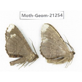 Geometridae sp. China, Guizhou, Qiandongnan, Congjiang county. 2Pcs. Moth-Geom-21254.