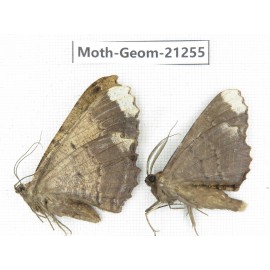Geometridae sp. China, Guizhou, Qiandongnan, Congjiang county. 2Pcs. Moth-Geom-21255.