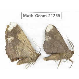 Geometridae sp. China, Guizhou, Qiandongnan, Congjiang county. 2Pcs. Moth-Geom-21255.