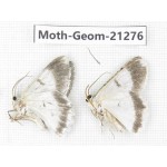 Geometridae sp. China, Guizhou, Qiandongnan, Congjiang county. 2Pcs. Moth-Geom-21276.