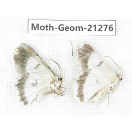 Geometridae sp. China, Guizhou, Qiandongnan, Congjiang county. 2Pcs. Moth-Geom-21276.