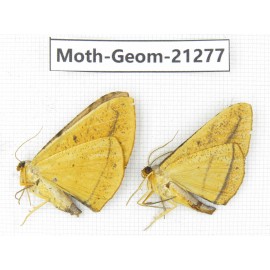 Geometridae sp. China, Guizhou, Qiandongnan, Congjiang county. 2Pcs. Moth-Geom-21277.