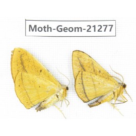 Geometridae sp. China, Guizhou, Qiandongnan, Congjiang county. 2Pcs. Moth-Geom-21277.