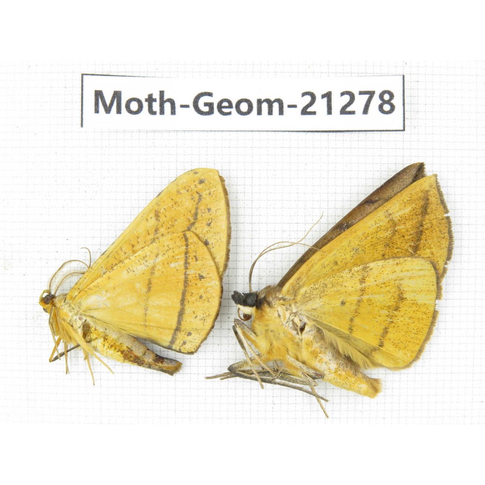 Geometridae sp. China, Guizhou, Qiandongnan, Congjiang county. 2Pcs. Moth-Geom-21278.