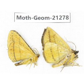 Geometridae sp. China, Guizhou, Qiandongnan, Congjiang county. 2Pcs. Moth-Geom-21278.