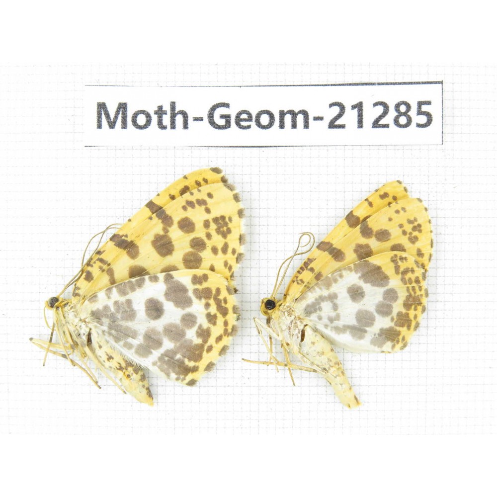 Geometridae sp. China, Guizhou, Qiandongnan, Congjiang county. 2Pcs. Moth-Geom-21285.