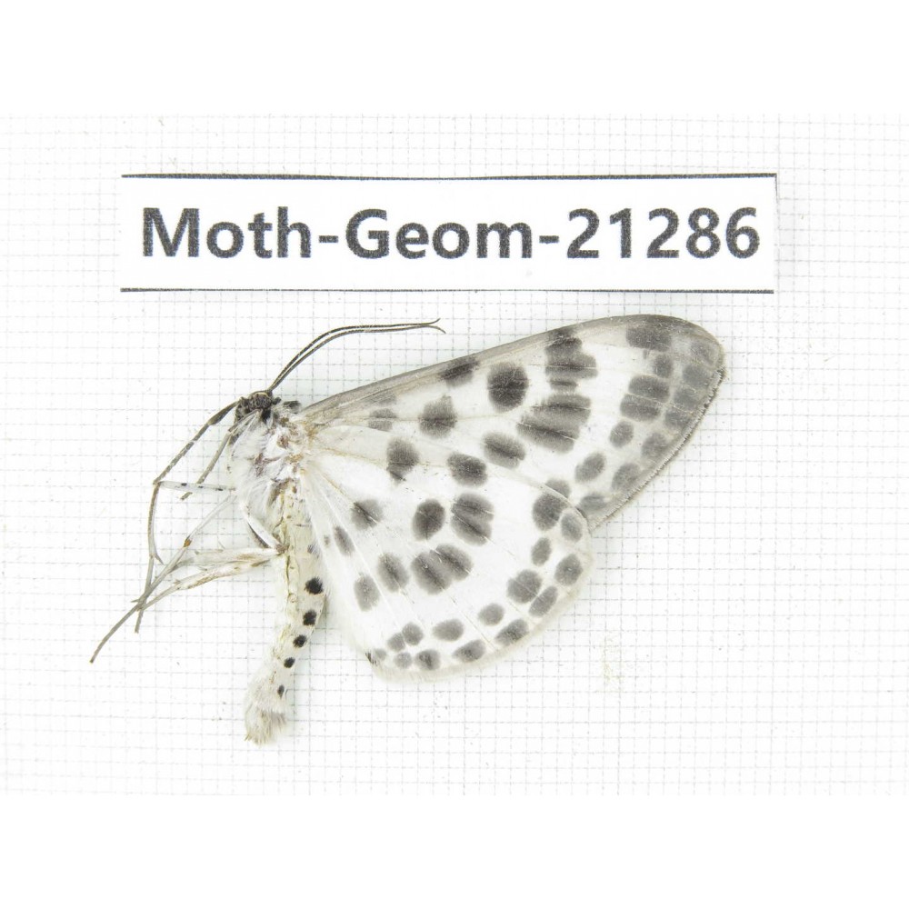 Geometridae sp. China, Guizhou, Qiandongnan, Congjiang county. 1Pcs. Moth-Geom-21286.