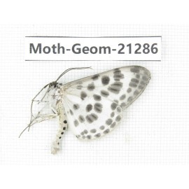 Geometridae sp. China, Guizhou, Qiandongnan, Congjiang county. 1Pcs. Moth-Geom-21286.