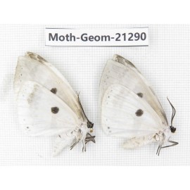 Geometridae sp. China, Guizhou, Qiandongnan, Congjiang county. 2Pcs. Moth-Geom-21290.