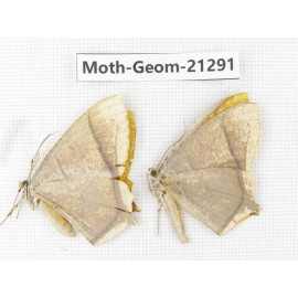 Geometridae sp. China, Guizhou, Qiandongnan, Congjiang county. 2Pcs. Moth-Geom-21291.