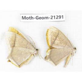 Geometridae sp. China, Guizhou, Qiandongnan, Congjiang county. 2Pcs. Moth-Geom-21291.