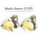 Geometridae sp. China, Guizhou, Qiandongnan, Congjiang county. 2Pcs. Moth-Geom-21295.