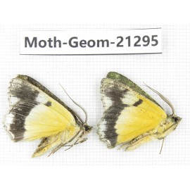 Geometridae sp. China, Guizhou, Qiandongnan, Congjiang county. 2Pcs. Moth-Geom-21295.