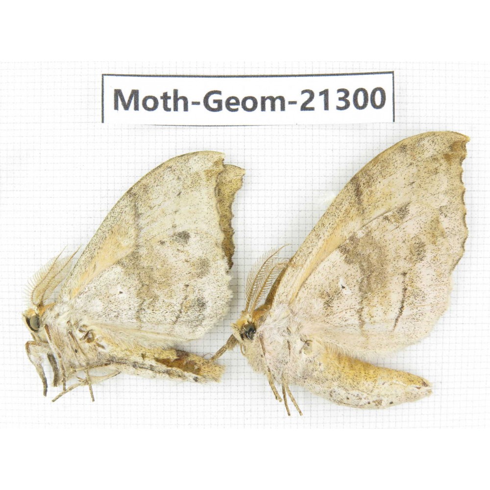 Geometridae sp. China, Guizhou, Qiandongnan, Congjiang county. 2Pcs. Moth-Geom-21300.