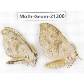 Geometridae sp. China, Guizhou, Qiandongnan, Congjiang county. 2Pcs. Moth-Geom-21300.