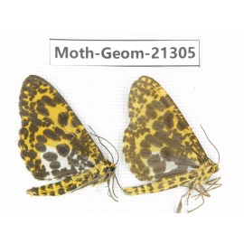 Geometridae sp. China, Guizhou, Qiandongnan, Congjiang county. 2Pcs. Moth-Geom-21305.