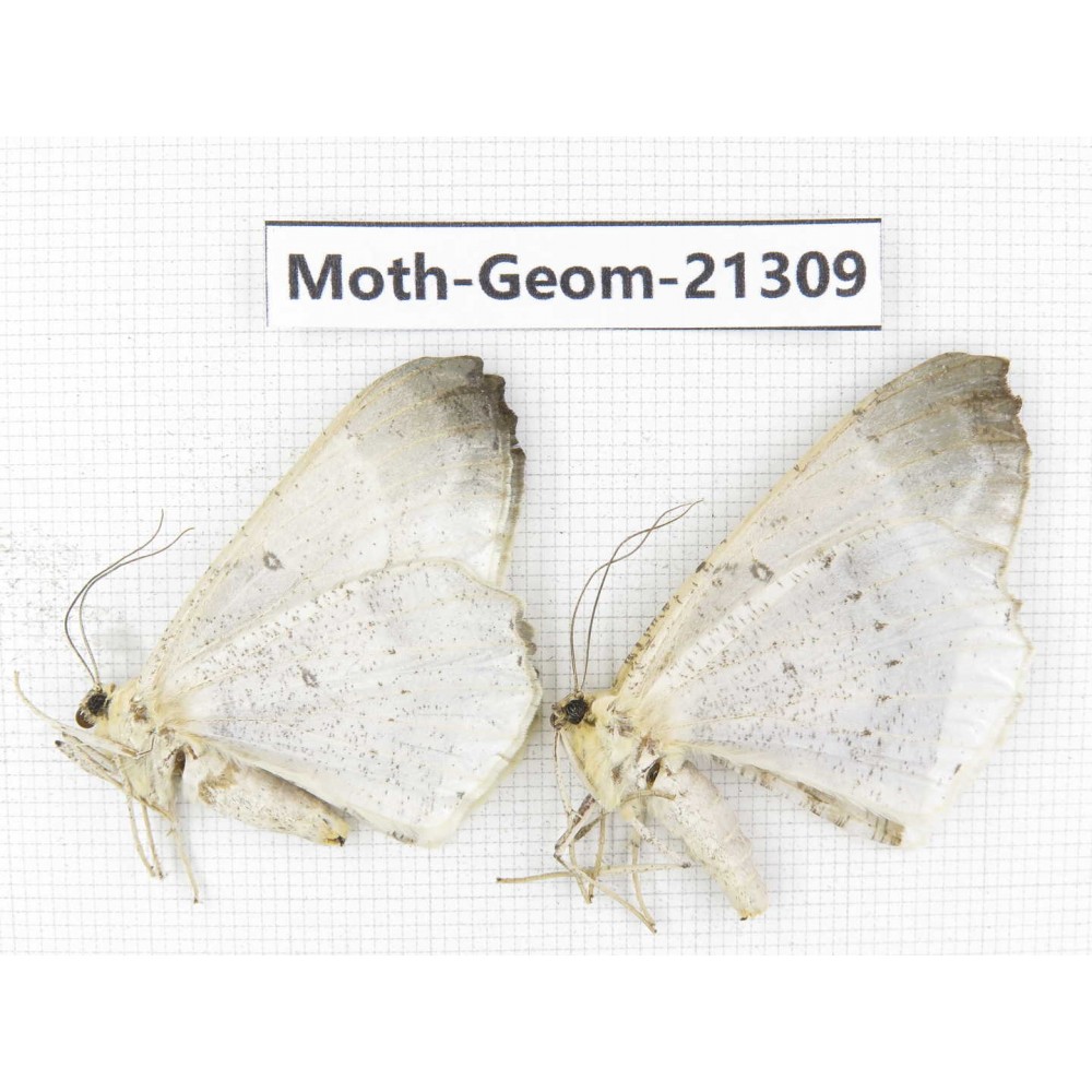 Geometridae sp. China, Guizhou, Qiandongnan, Congjiang county. 2Pcs. Moth-Geom-21309.