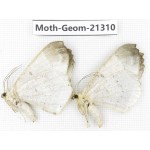 Geometridae sp. China, Guizhou, Qiandongnan, Congjiang county. 2Pcs. Moth-Geom-21310.