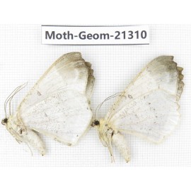 Geometridae sp. China, Guizhou, Qiandongnan, Congjiang county. 2Pcs. Moth-Geom-21310.
