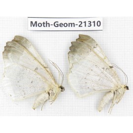 Geometridae sp. China, Guizhou, Qiandongnan, Congjiang county. 2Pcs. Moth-Geom-21310.