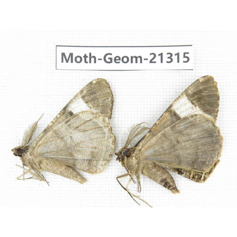 Geometridae sp. China, Guizhou, Qiandongnan, Congjiang county. 2Pcs. Moth-Geom-21315.