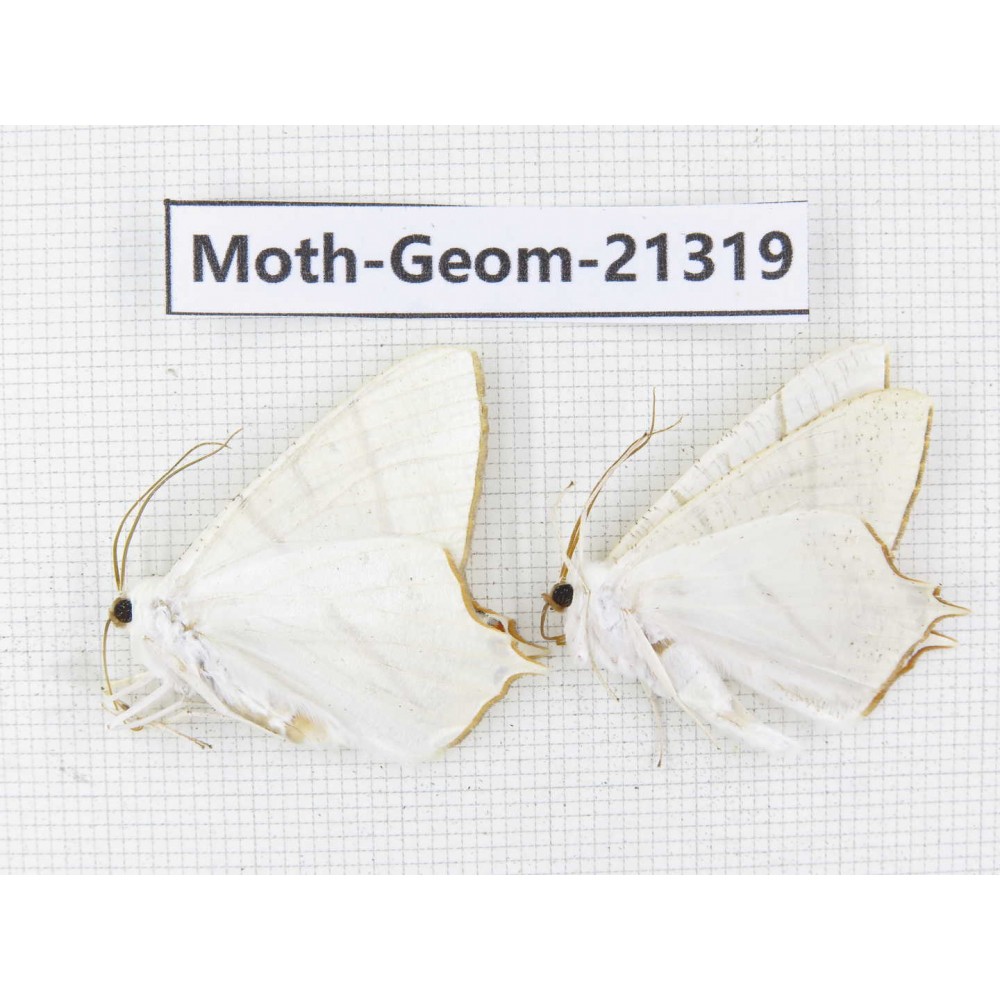 Geometridae sp. China, Guizhou, Qiandongnan, Congjiang county. 2Pcs. Moth-Geom-21319.