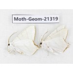 Geometridae sp. China, Guizhou, Qiandongnan, Congjiang county. 2Pcs. Moth-Geom-21319.