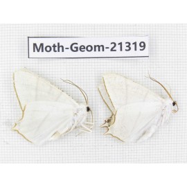 Geometridae sp. China, Guizhou, Qiandongnan, Congjiang county. 2Pcs. Moth-Geom-21319.