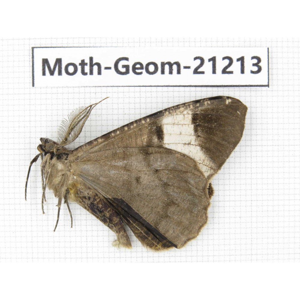 Geometridae sp. China, Guizhou, Qiandongnan, Rongjiang county, Jihua town. 1Pcs. Moth-Geom-21213.