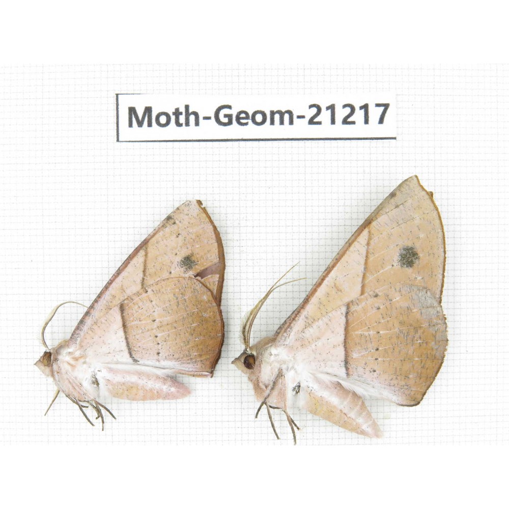 Geometridae sp. China, Guizhou, Qiandongnan, Rongjiang county, Jihua town. 2Pcs. Moth-Geom-21217.