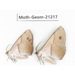 Geometridae sp. China, Guizhou, Qiandongnan, Rongjiang county, Jihua town. 2Pcs. Moth-Geom-21217.