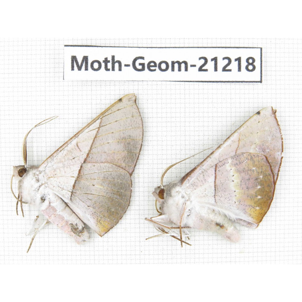Geometridae sp. China, Guizhou, Qiandongnan, Rongjiang county, Jihua town. 2Pcs. Moth-Geom-21218