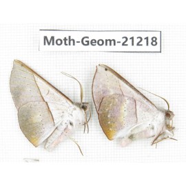 Geometridae sp. China, Guizhou, Qiandongnan, Rongjiang county, Jihua town. 2Pcs. Moth-Geom-21218
