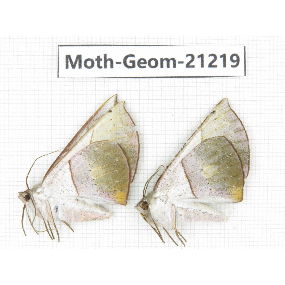 Geometridae sp. China, Guizhou, Qiandongnan, Rongjiang county, Jihua town. 2Pcs. Moth-Geom-21219.