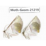 Geometridae sp. China, Guizhou, Qiandongnan, Rongjiang county, Jihua town. 2Pcs. Moth-Geom-21219.
